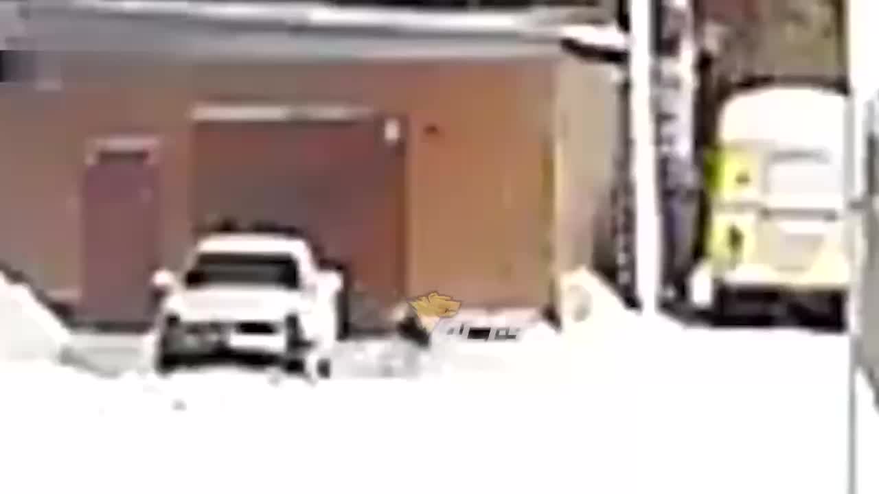 Проблемы с бродячими собаками в Базаихе и Калачинске: местные жители требуют решения