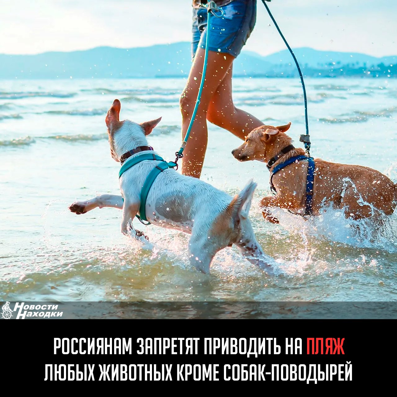 Россиянам запретят приводить с собой на пляж животных, соответствующая норма содержится в проекте приказа МЧС России, опубликованного на федеральном портале проектов нормативных правовых актов.  «Посетителям пляжей запрещается: приводить с собой на пляж животных, за исключением собак-поводырей», — говорится в тексте документа.  Также запрещается заплывать за буйки, плавать на предметах, не предназначенных для этого, например, на лежаках и бревнах, играть в спортивные игры вне отведенных для этого мест, купаться в состоянии опьянения и оставлять детей без присмотра.  Ответственным за использование пляжа следует оборудовать его всем необходимым, регулярно следить за его чистотой и проверять дно. «Не допускается использовать для обозначения границы зоны купания в качестве буйков предметы, которые могут быть похожи на плавающий бытовой мусор  в частности, бутылки, канистры », — уточняется в приказе.