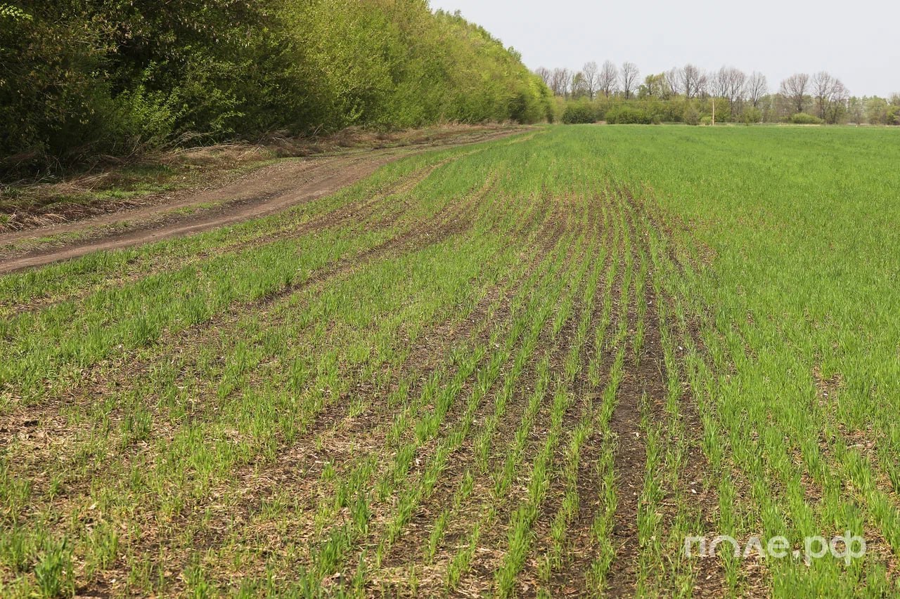 Минсельхоз должен установить границы всех сельхозземель в России до 1 января 2028 года Это положение постановления правительства которое регулирует изменение категории земель сельхозназначения Что важного для фермеров и обычных граждан С 1 марта 2026 года подать заявление на изменение категории земель владелец сможет через Госуслуги Минсельхоз будет выдавать заключения по участкам с графическим описанием и координатами из ЕГРН Решение об установлении границ сельхозугодий принимают на основе данных из ЕФГИС ЗСН Решение об изменении или об отказе в изменении границ сельхозугодий будет выноситься в течение 15 рабочих дней с момента регистрации заявления Подробнее Подписывайтесь на нас в Telegram в MAX Оставляйте бусты