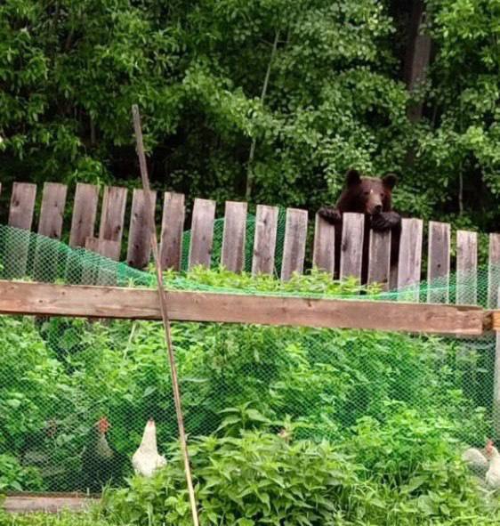 Медведи терроризируют жителей села на севере края Хищники, со слов местных, уже третий день буквально разгуливают по Епишино. Кадр не постановочный. «Енисей-Информ» пишет, что такую картину на улице Спортивной сегодня запечатлел владелец курочек. Избавиться от назойливых посетителей Епишино пока не удается. К моменту приезда полицейских и госинспекторов косолапые успевают скрыться. Это Борус.Люди
