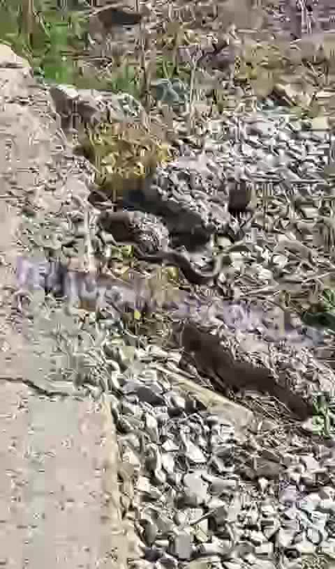 Первая змея сезона замечена во Владивостоке