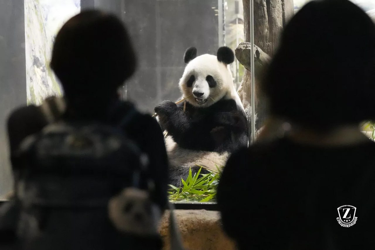 Япония впервые за 50 лет останется без панд Панды Сяо Сяо и Лэй Лэй будут возвращены в Китай в конце января Решение связано с окончанием срока аренды Новых панд Пекин пока отправлять в Японию не планирует из за охлаждения отношений между странами Записки Феликса отправь другу