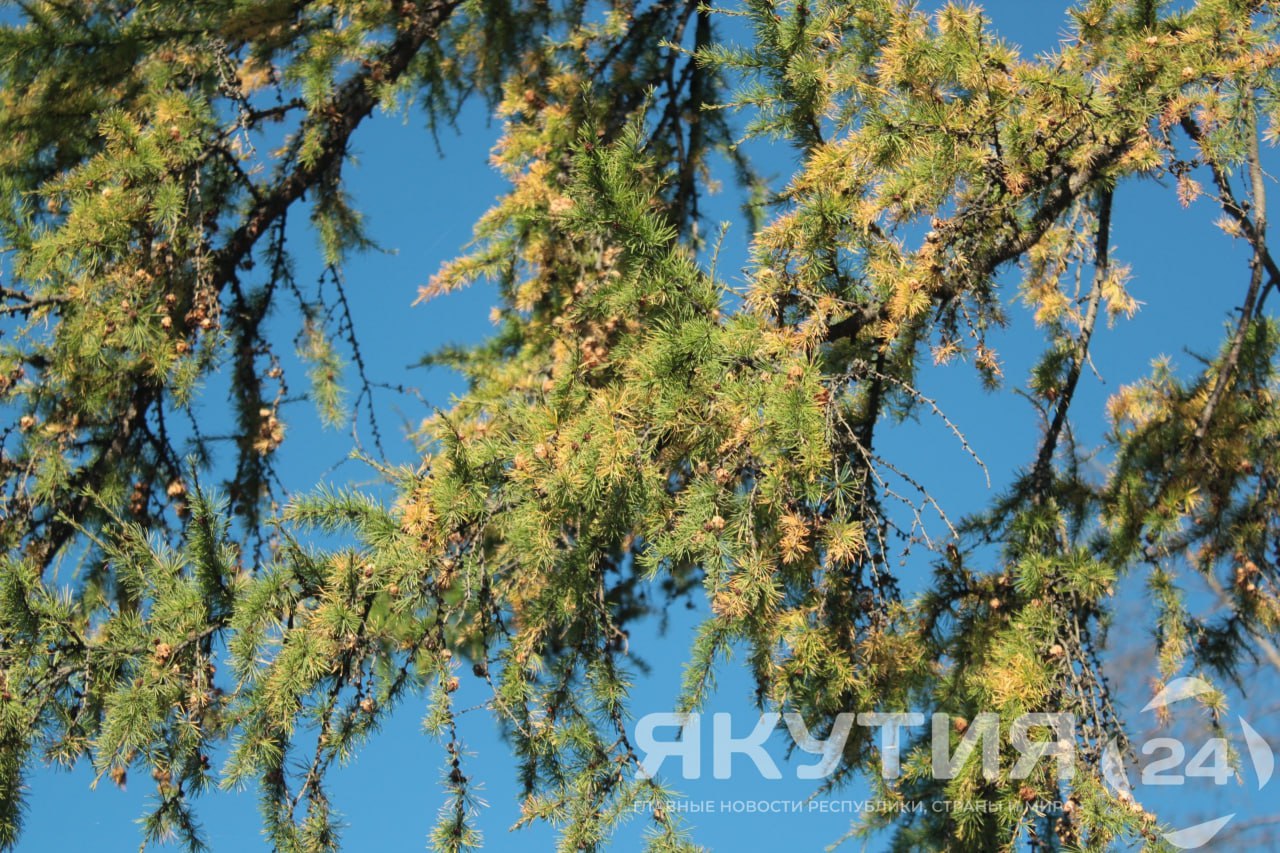 Рослесхоз выявил более 300 нарушений лесного законодательства в 15 регионах Федеральное агентство лесного хозяйства подвело итоги внеплановых проверок региональных лесных ведомств за 2023 2025 годы В 15 регионах страны выявлено более 300 нарушений лесного законодательства Подробнее читайте по ссылке Фото Андрей Меженский Якутия 24 yk24 ru в MAX Telegram ВК VK Видео