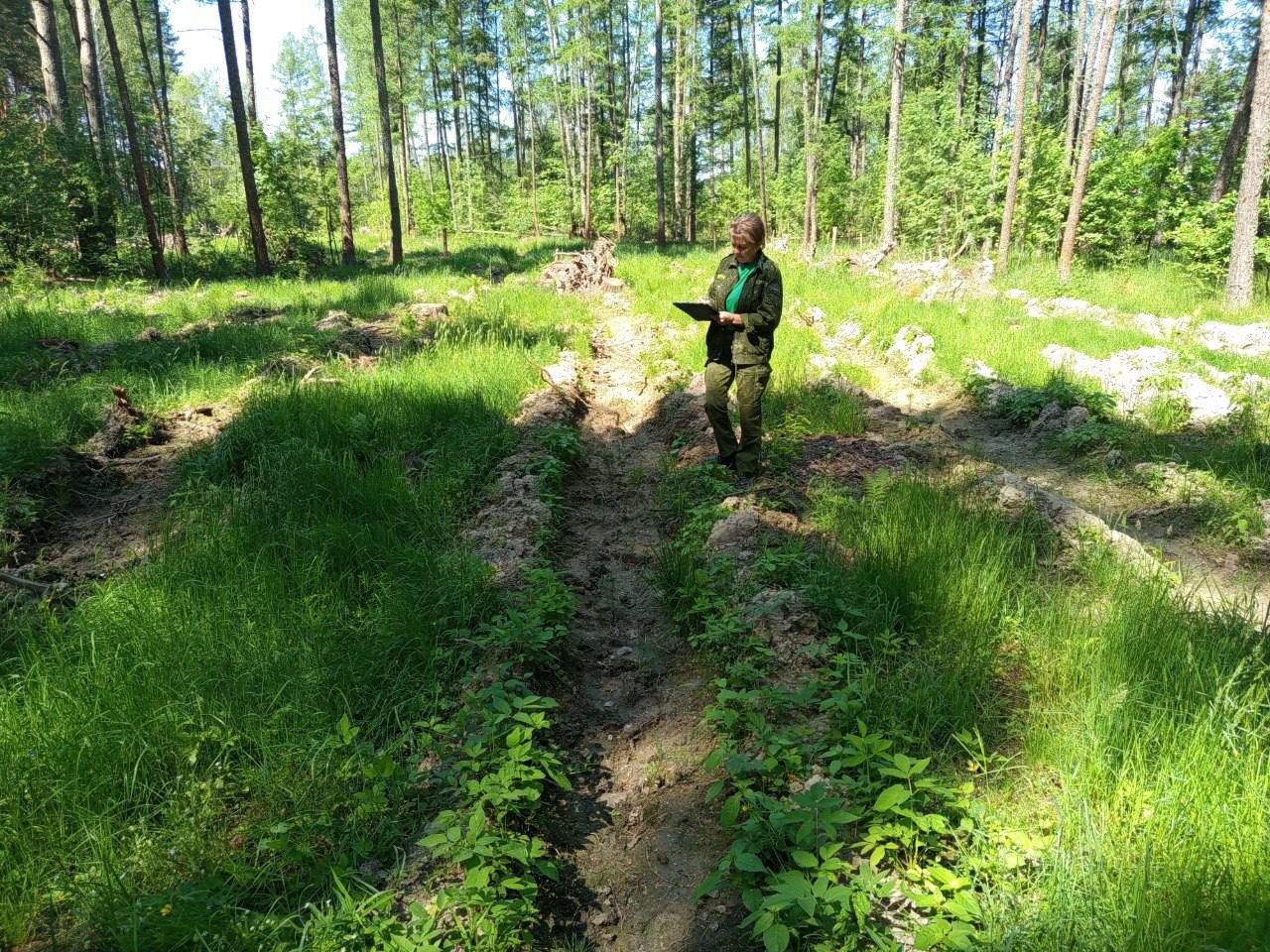 В подмосковных лесах проходит техническая приемка лесных культур   В подмосковных лесах проходит первый этап контроля за молодыми насаждениями — техническая приемка.     "Специалисты оценивают состояние лесных культур и сверяют выполненные работы с проектами лесовосстановления.  Сотрудниками лесничеств техническая приемка лесных культур в весенне-летний период 2025 года проведена на 84 участках, а также на 549 участках на которых проводилось дополнение", -  рассказал председатель Комитета лесного хозяйства МО Алексей Ларькин.     Лидеры по объему посадок:  Егорьевское - 30,6 га   Звенигородское-20 га   Орехово-Зуевское -13,9 га    Приемку осуществляют не ранее 10 дней и не позднее 20 дней после завершения работ. Участки с нарушениями отправляют на доработку и повторную проверку.