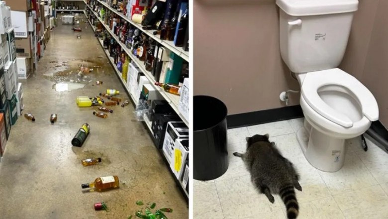 Пьяный енот из Вирджинии подозревается в новых кражах Енот которого нашли без сознания после того как он выпил алкоголь в магазине в Эшленде теперь подозревается в том что проник в додзё и даже в DMV в поисках закусок Власти отпустили животное в дикую природу но говорят что это лишь вопрос времени когда оно ударит снова Прозванный мусорным пандой енот стал вирусным героем а округ продаёт футболки с его логотипом чтобы собрать средства для приюта Подписаться