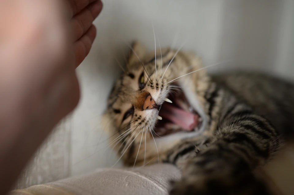 Кошка корова и енотовидная собака спровоцировали карантин в трех поселках в Челябинской области В трех поселках в Челябинской области объявлен карантин по бешенству Распоряжение об этом подписал губернатор Алексей Текслер Ограничения действуют в Озерном Карталинского района Там бешенством заразилась кошка В Климовке Чесменского района причиной карантина стало обнаружение бешеной енотовидной собаки А в Новоершовском Кизильского района опасный вирус обнаружили у коровы Карантин во всех трех населенных пунктах продлится 60 дней   Подписаться на chelkp Мы в MAX