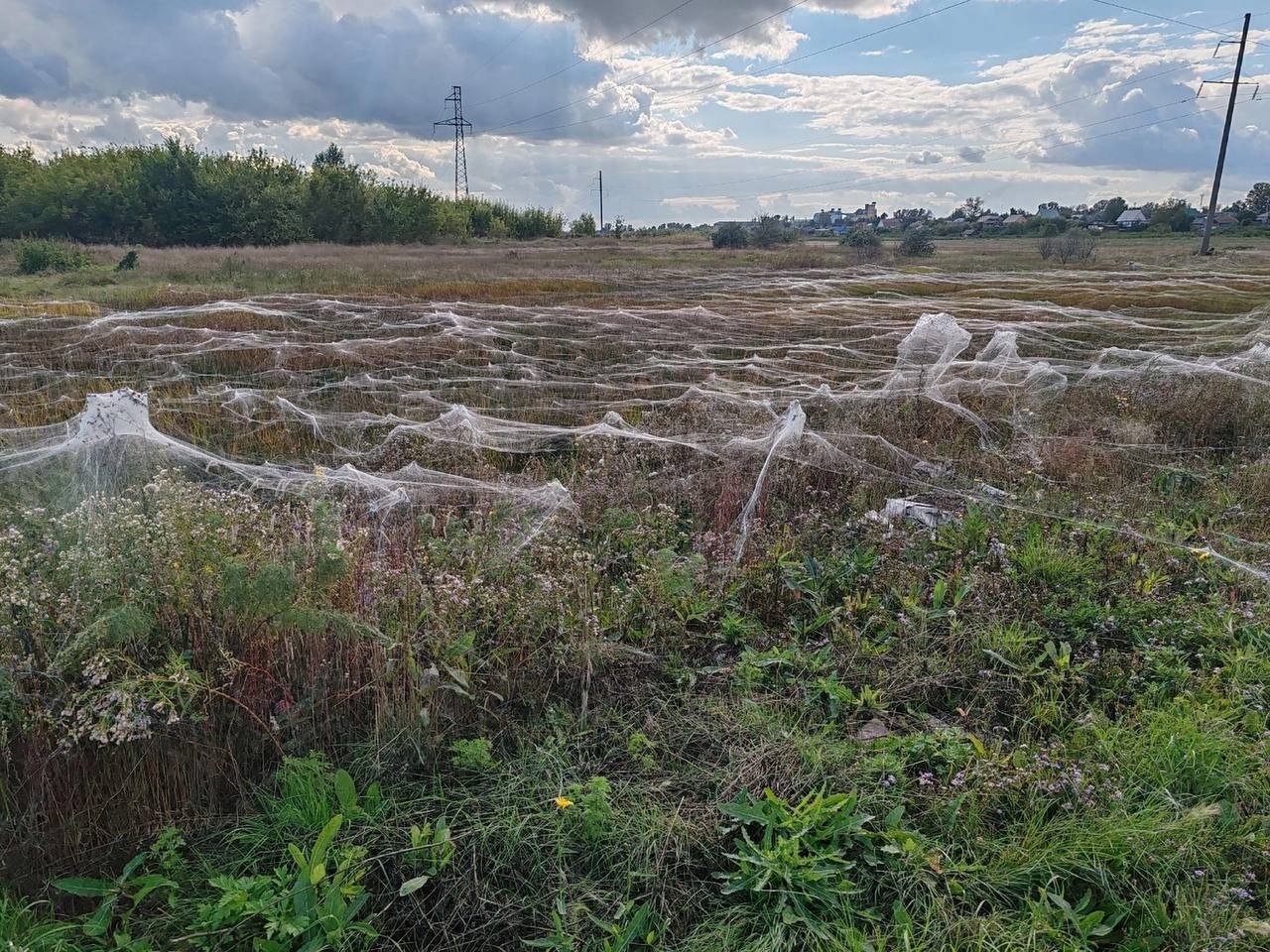 Пауки атаковали город в Алтайском крае   Город Алейск, расположенный в Алтайском крае, захватили пауки. Фото с метрами паутины и целыми семействами членистоногих опубликовали в группе «Зеленый талисман» «Вконтакте».  На кадрах видно, что цветочные поля покрыты белым — это паутина. Судя по количеству, в этом году в городе настоящая атака насекомых. В комментариях к посту указали, какие именно пауки теперь живут в Алейске.  — На фото пауки-волки из рода Pirata  возможно, молодняк и субадультные особи  и какой-то бокоход из Томизид — они не плетут ловчие сети. Там ещё, похоже, затесался самец из рода Pachygnatha — вот он относится к паукам-кругопрядам, которые плетут колесовидную ловчую сеть. Очень интересно, что они всей кучей сидят.  Источник: «Зеленый талисман» / vk.com