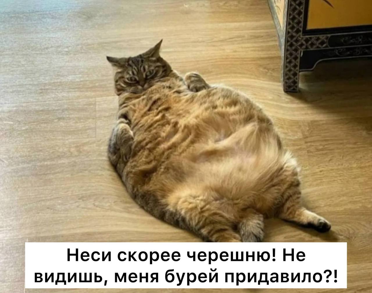Сегодня будет самая мощная за 2 месяца магнитная буря Метеозависимые могут ощущать головные боли, скачки давления, слабость, раздражительность, сонливость. Во время магнитных бурь врачи советуют поддерживать организм с помощью тёмных ягод — черники, вишни, чёрного крыжовника и ежевики. Они богаты антиоксидантами и помогают мягко укреплять сердечно-сосудистую систему. Также полезны сухофрукты, особенно курага и чёрный изюм, поскольку содержат калий и магний, которые поддерживают работу сердца и снижают риск перепадов давления. А вот от алкоголя, кофе, зелёного и чёрного чая, жирной и солёной пищи лучше отказаться: такие продукты усиливают нагрузку на организм.