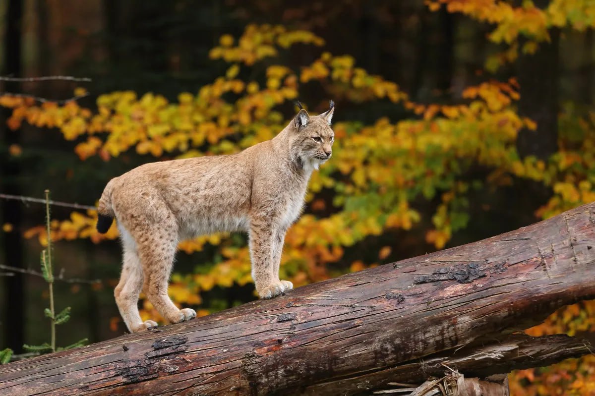 В Подмосковье растёт численность рыси Количество хищника увеличилось в 2 5 раза и достигло около 80 особей Зверя чаще всего замечают в лесах Одинцовского Истринского Рузского Клинского и Волоколамского округов а также в Сергиево Посадском районе Рост численности хищника объясняется благоприятными условиями для размножения и богатой кормовой базой Минэкологии отмечает что ареал рыси постепенно смещается на запад В Волоколамском округе специалисты наблюдали самку с двумя подросшими котятами признак устойчивой популяции Экологи советуют владельцам домашних кошек и собак не отпускать питомцев без присмотра в лесах где обитают рыси odintsovoBot