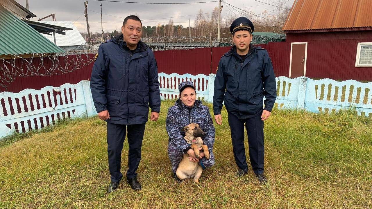 Щенки из Мордовии отправились на службу в Калмыкию В республику отправились три щенка малинуа которые выросли в питомнике Зубово Полянского района С каждым из щенков занимается персональный кинолог Впереди у малышей курс профессиональной дрессировки Во время него они научатся искать людей и предметы а также задерживать нарушителей и проводить обыски Голосуй за Саранск ТУТ Подписаться на канал