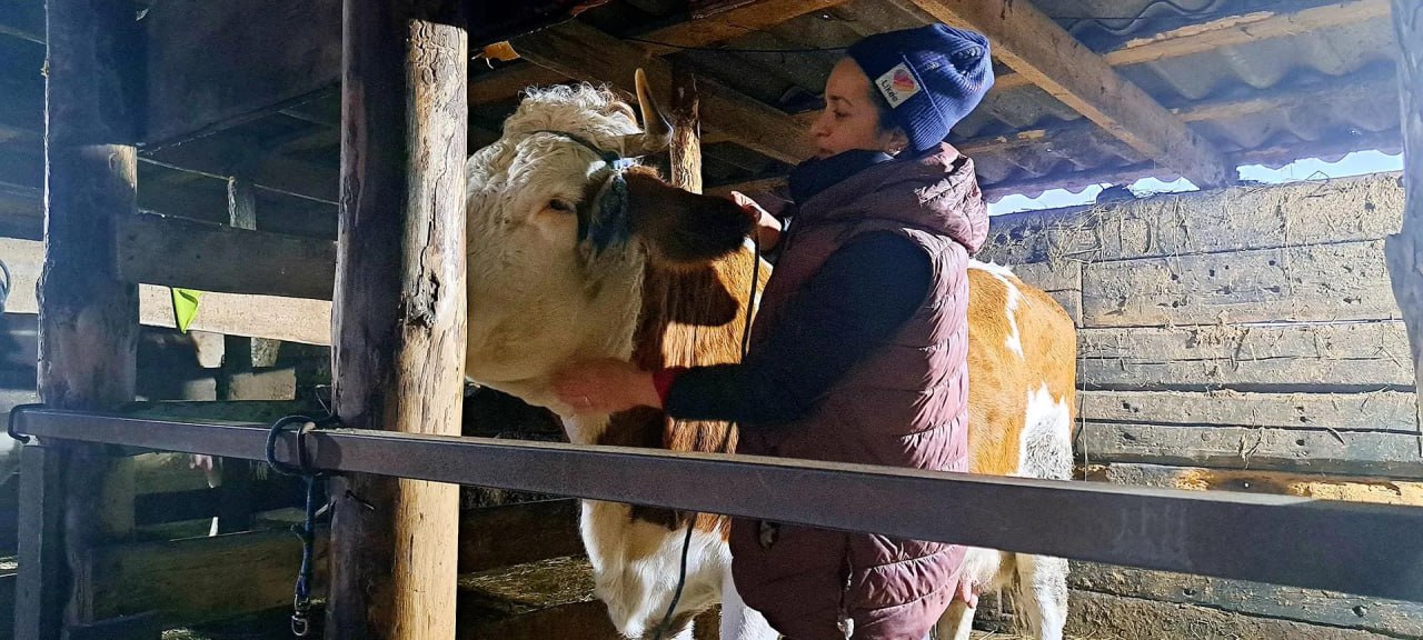 В Воронежской области за год заключили более 3 5 тысячи соцконтрактов Более 3 5 тыс соцконтрактов заключили в 2025 году в Воронежской области Об этом сообщили в региональном министерстве социальной защиты Жители оформляли социальный контракт с разными целями Так 2264 контракта заключили для осуществления индивидуальной предпринимательской деятельности 501 для поиска работы 477 для преодоление трудной жизненной ситуации 297 на ведение личного подсобного хозяйства Ярким примером успешной реализации программы господдержки является подсобное хозяйство Эльмиры Гараевой из Павловского района Многодетная мама воспитывает троих детей одна и земельный участок имеющийся в собственности женщины всегда был основным источником пропитания семьи Благодаря господдержке женщина приобрела корову чтобы с помощью реализации молочной продукции повысить свой доход Сегодня в хозяйстве Эльмиры Гараевой уже четыре коровы Фото Министерство социальной защиты Воронежской области сделановроссии Подписывайтесь на Сделано в России