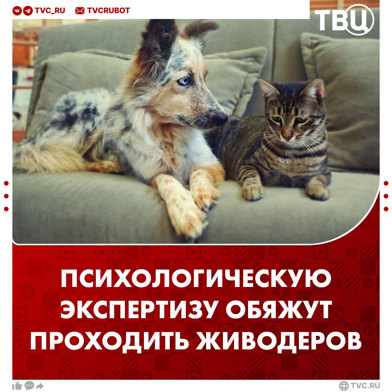 Живодеров хотят обязать проходить психологическую экспертизу, чтобы они не были безнаказанными Люди, которые жестоко обращаются с животными, не могут долго скрывать свою деятельность. Видео с такими случаями часто попадают в интернет, даже с камер видеонаблюдения в подъездах, рассказал ТВЦ депутат Госдумы Георгий Арапов. Экспертиза поможет обнаружить психологические отклонения на ранних стадиях. Это важно для защиты общества. Депутат отметил, что проблема не в поиске виновных, а в их быстром наказании без возможности избежать ответственности.