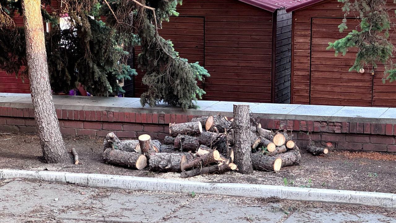 «Условия не были соблюдены»: ели у ТЦ «Омский» вырубили не по правилам Сегодня, 4 июня, стало известно о вырубке 13 елей около ТЦ «Омский». Мэрия города прокомментировала этот случай, отметив, что инициаторами не были соблюдены условия сноса. – Прежде всего, обращаем внимание, что снос деревьев был инициирован непосредственно СП ТЦ «Омский». По обращению этой организации агрономы УДХБ провели обследование зеленых насаждений и выявили признаки сухостойности возрастных деревьев. Затем на заседании городской комиссии по сносу, обрезке и восстановлению зеленых насаждений в июне прошлого года был согласован снос 13 сухостойных елей, произрастающих на территории организации по адресу: ул. Интернациональная, 43, – сообщили в мэрии. Также в администрации отметили, что разрешение на вырубку деревьев было дано при условии соблюдения целого ряда важных требований. Подробнее – в нашем материале. Фото: телеграм-канал Омск_путеводитель