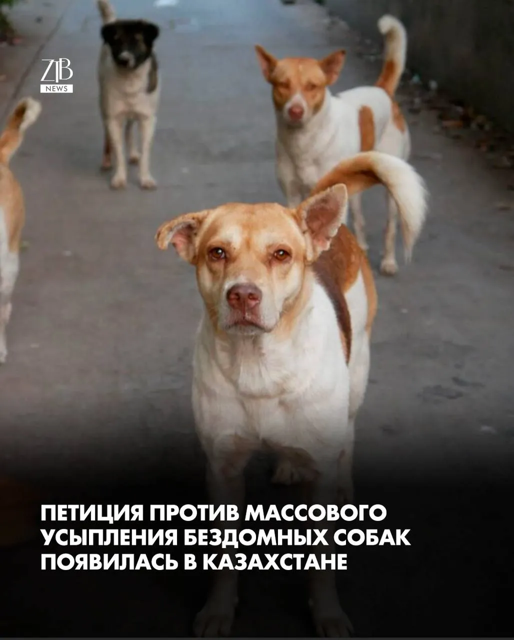 В Казахстане запустили петицию против массовой эвтаназии бездомных собак Её авторы требуют отозвать принятые мажилисом поправки и отправить их на доработку По новым нормам собак после отлова могут усыплять через короткий срок содержания Зоозащитники считают что это не решает проблему а только уничтожает животных и предлагают сосредоточиться на чипировании стерилизации и ответственности владельцев Также они просят проверить как тратились миллиарды тенге на программу ОСВВ отлов стерилизация вакцинация возврат которая по их словам реализуется неэффективно  Дорогие читатели если вы стали свидетелями каких то событий либо вам нужна информационная помощь то можете отправить информацию видео и фото сюда infoztb или   wa me 77779419900 ztb qaz