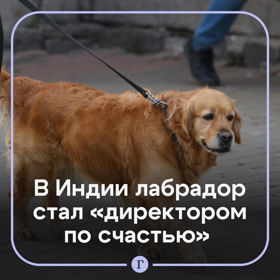 Лабрадор стал «директором по счастью» в индийской компании. В компании рассказали, что золотистый ретривер по кличке Бранни «уполномочен» участвовать в формировании дружелюбной и позитивной атмосферы в коллективе. Он уже стал полноценным членом команды — имеет свою визитку, рабочую электронную почту и даже график встреч. В его обязанности входит приветствие сотрудников по утрам, участие в перерывах, создание комфортной обстановки во время напряженных рабочих дней и проведение коротких неформальных «кофейных сессий». В соцсетях назвали инициативу оригинальной и полезной для психического здоровья работников. Некоторые шутили, что тоже готовы подать заявку на работу в такой компании. Ставьте , если хотели бы себе такого коллегу Подписывайтесь на «Газету.Ru» Участвуйте в розыгрыше!