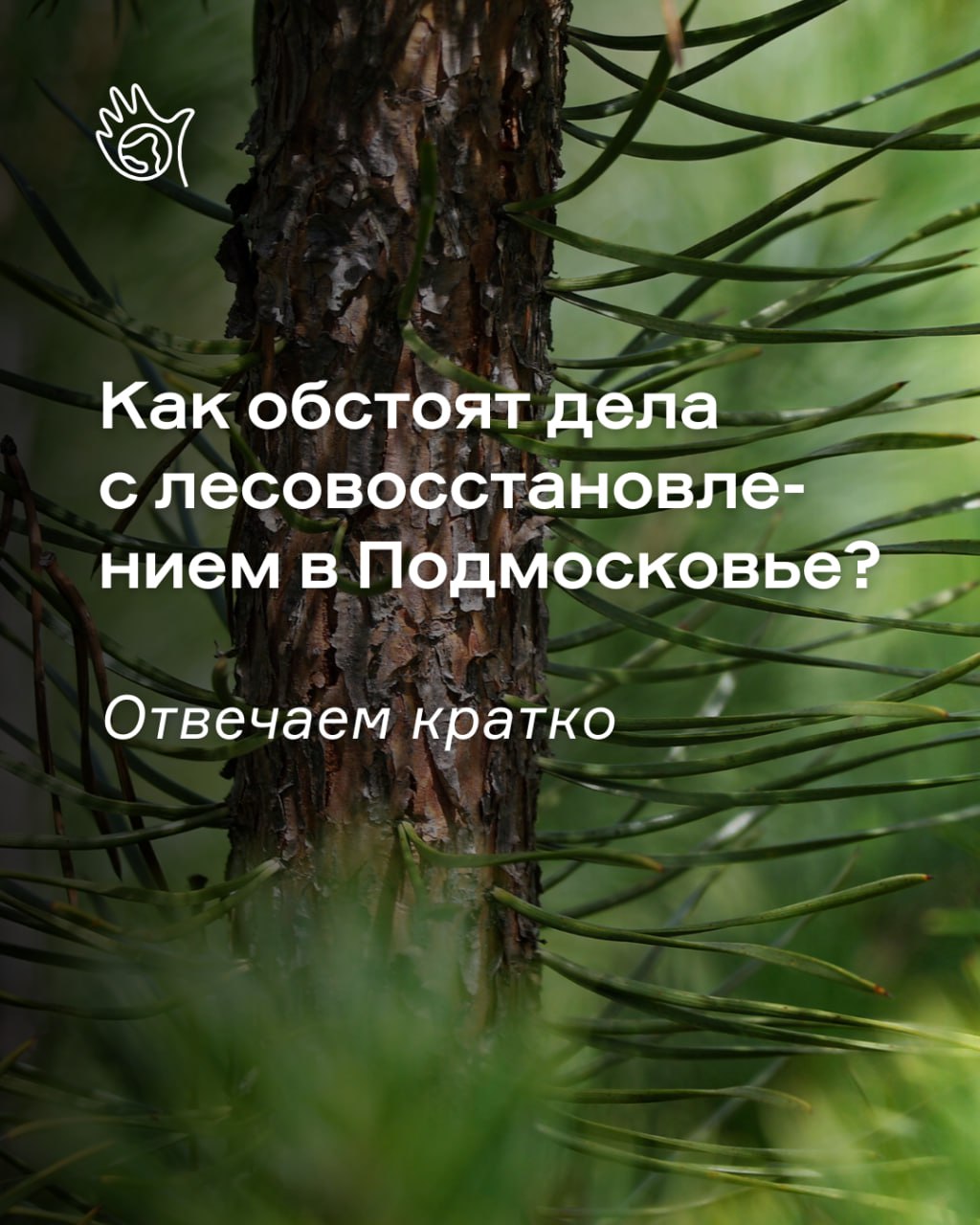 Как обстоят дела с лесовосстановлением в Подмосковье?    Наши эксперты вместе с волонтёрами провели масштабный мониторинг: обследовали 625 участков леса в Москве и Московской области, зафиксировали результаты лесовосстановления более чем за 20 лет  с 2000 по 2022 включительно  и сейчас обрабатывают результаты.     Подробные отчёты с выводами и рекомендациями, отдельно по Москве и Подмосковью, мы планируем выпустить в ближайшие два месяца. Однако на ряд вопросов готовы ответить уже сейчас.    Что на самом деле означают официальные показатели? Почему высокий процент лесовосстановления не гарантирует, что всё хорошо? И какие ключевые проблемы остаются нерешёнными? Разбираем в карточках      Поддержите