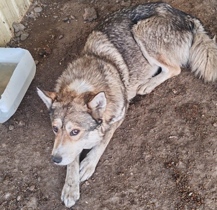 152 безнадзорных собаки отловлено в Белогорске с начала 2025 года В Управлении ЖКХ рассказали что согласно действующему законодательству на улицы возвращено 124 животных Они прошли процедуру биркования и стерилизации В рамках муниципального контракта до конца года необходимо отловить еще 130 собак Оказание услуг по отлову транспортировке учету содержанию отловленных животных без владельцев и их возврату на прежнее место обитания обойдется в 4 8 млн рублей или более 17 тысяч рублей за особь Отлов производится в разных районах города чаще всего ловец выезжает на ТЦ Лимон на детские площадки МКД территории школ и детских садов вдоль улиц и парков рассказала специалист управления ЖКХ Юлия Луценко Отлов по прежнему производится раз в две недели в виду того что у ловца в работе есть и другие муниципалитеты С 2022 года и по настоящее время на улицах города было отловлено 888 собак Вместе с тем в управлении ЖКХ отметили что с начала 2025 года от управления ветеринарии поступило 66 запросов на отлов животных от жителей 32 обращения При этом специалистами ведется активный мониторинг сигналов поступающих через открытую телеграм группу Делаем Белогорск лучше Так с 7 октября поступило 13 сообщений о собаках в разных районах города добавила Юлия Луценко Часть из них касаются не только бездомных но и так называемых хозяйских в частном секторе производственных базах которые находятся зачастую на самовыгуле не чипированы и скорее всего не стерилизованы В любом случае заявки муниципалитет на отлов животных направляет систематически За 5 лет отловлено 888 особей Следите за новостями на Белогорск РФ   ВK   ОК   MAX канал   поддержать канал