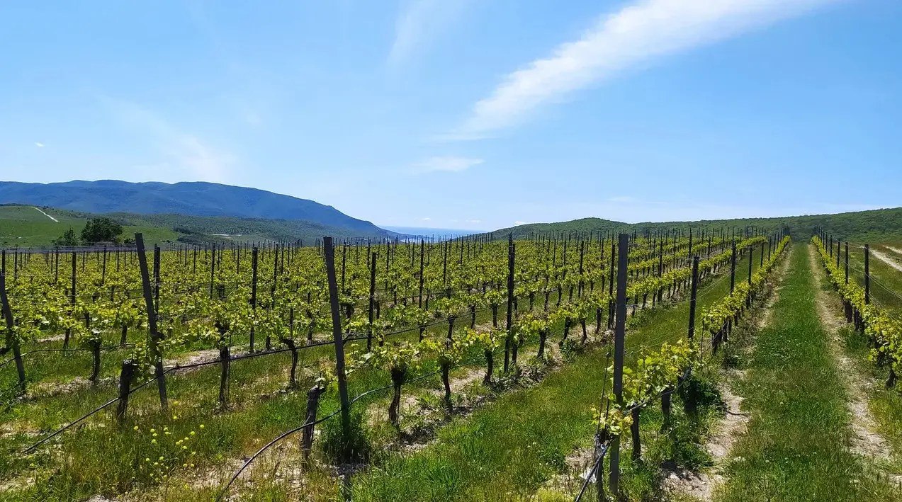 29 октября Правительство РФ направило в Госдуму положительный отзыв на депутатский законопроект о возможности строительства в РФ объектов виноградарства виноделия и сельского туризма на землях сельскохозяйственного назначения