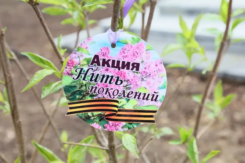 Нить поколений в Биробиджане высадили 3 тысячи кустов сирени в память о героях За три дня акция охватила более 20 знаковых общественных пространств улиц и территорий образовательных учреждений ФОТО Читать подробнее на сайте