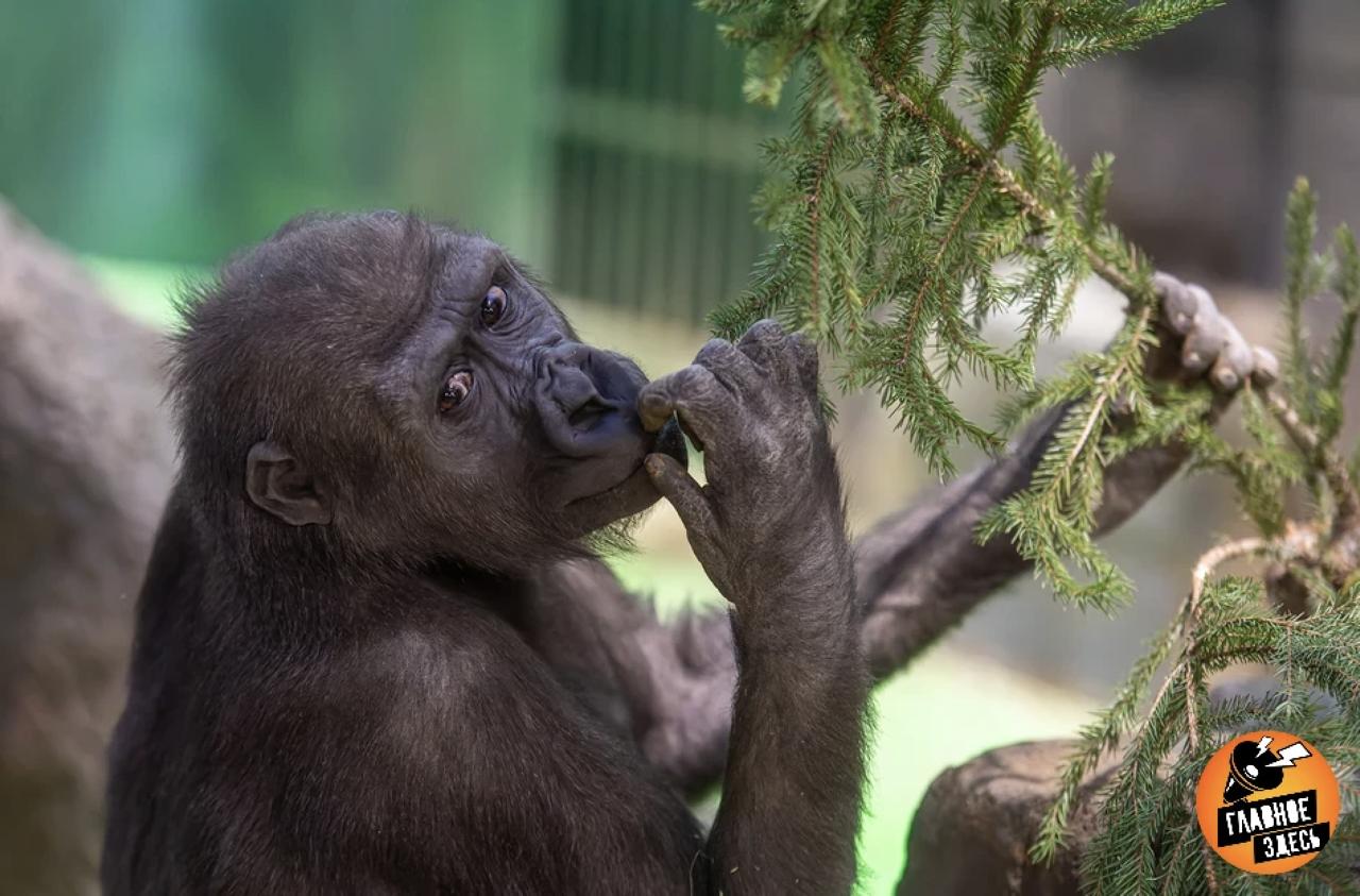 Фотография молодой гориллы признана самой смешной в 2025 году На конкурсе Comedy Wildlife Photography Awards 2025 выбрали самое забавное фото года Им оказалось изображение юного самца обезьяны сделанное британцем Марком Коэном в Руанде Главное здесь Подписывайтесь