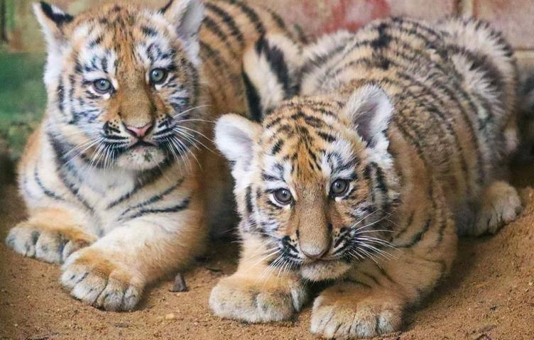 В Московском зоопарке родились 2 амурских тигренка Котята мальчик и девочка родились в конце августа но выходить из укрытия в уличный вольер стали совсем недавно