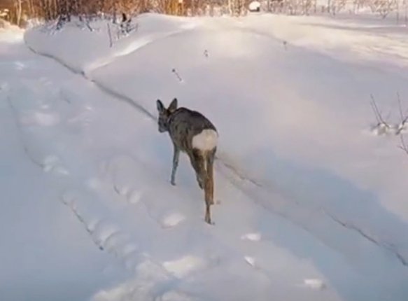 В Шелеховском районе косуля забежала на приусадебный участок Специалист поймал животное и отправил в естественную среду обитания    Читать подробнее на сайте...