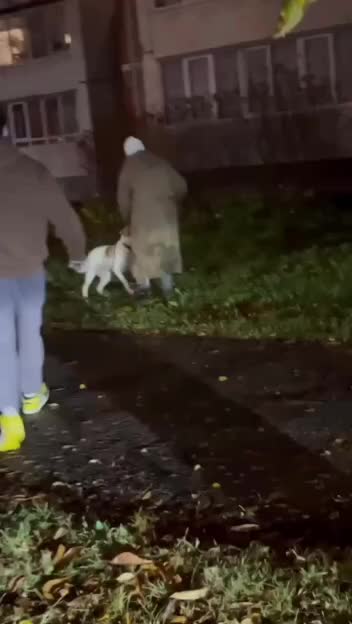 Во Владивостоке продолжается дело о нападении собаки на ребенка