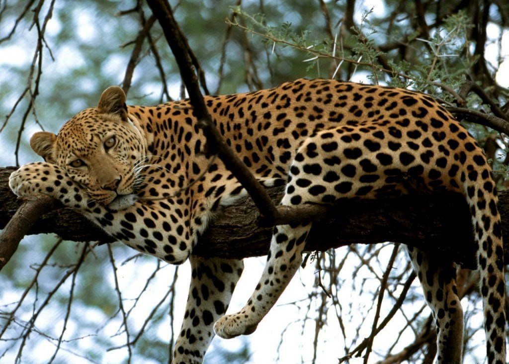 Генпрокуратура выявила массовые нарушения в российских заповедниках и нацпарках Наибольший ущерб нанесен Сочинскому нацпарку и Кавказскому заповеднику где при попустительстве руководства происходили незаконные вырубки строительство и расширение охоты что вызвало миллиардные убытки и угрозу программам сохранения редких видов таких как переднеазиатский леопард зубр и стерх Эксперты рекомендуют усилить научный контроль создать отдельный федеральный орган по заповедным территориям и разработать единую стратегию развития чтобы избежать утраты экосистем Кубанские Новости Мы в MAX