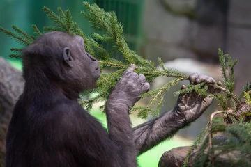 Обезьяны в Воронежском зоопарке погрузились в предновогоднюю суету День обезьян отмечается 14 декабря и в честь него работники воронежского зоопарка показали на видео как непоседы в вольерах уже вовсю погружаются в праздничную атмосферу Киперы зоопарка украсили для приматов самую настоящую новогоднюю елку Но игрушки на ней особенные съедобные сочные мандарины и хрустящие сушки бублики На кадрах сообразительные обезьянки с интересом и осторожностью исследуют необычное дерево Одни внимательно разглядывают диковинку другие уже пробуют на зуб праздничное угощение Ранее стало известно что в Воронежский зоопарк из Тамбова привезли семилетнюю гималайскую медведицу по кличке Пуша Зоопарку животное подарил талантливый дрессировщик и артист цирка Василий Порхун Раньше она выступала на арене шапито и привыкла к вниманию публики