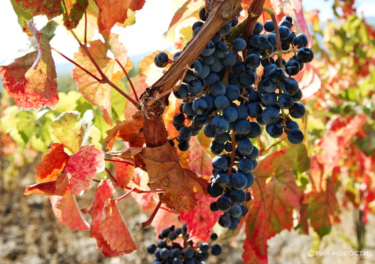 Виноград стал лидирующей культурой по высадке в Крыму Об этом на заседании президиума Госсовета Крыма рассказал министр сельского хозяйства республики Денис Кратюк По его словам виноград это сельскохозяйственный драйвер Крыма который тащит всю отрасль В этом году в Крыму заложили 1012 гектаров виноградников и 700 гектаров садов а всего с 2014 года в республике заложили 11 гектаров виноградников и 10 гектаров садов добавил министр Кратюк также отметил что у аграриев снижается интерес к орехоплодным культурам так как они очень долго растут прежде чем начать плодоносить 0   Подписаться на РИА Новости Крым в Telegram MAX VK