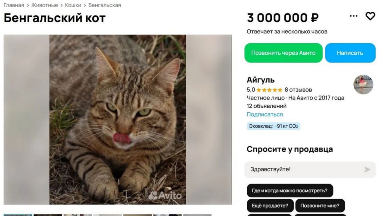 Жительница Казани выставила на продажу кота за 3 млн рублей, чтобы закрыть ипотеку. На объявление, которое появилось на площадке "Авито", обратил внимание Inkazan.ru. По словам продавца, кот бенгальской породы, очень умный, смышленый, свободный и независимый. "Всегда общительный и составляет компанию. Не царапает ни детей, ни взрослых, предупреждает, если что-то не нравится. Любит играть во все игры, особенно догонялки", – написала девушка. Она добавила, что у кота есть ветеринарный паспорт. Животное прививалось и обрабатывалось от паразитов в соответствии с календарем.