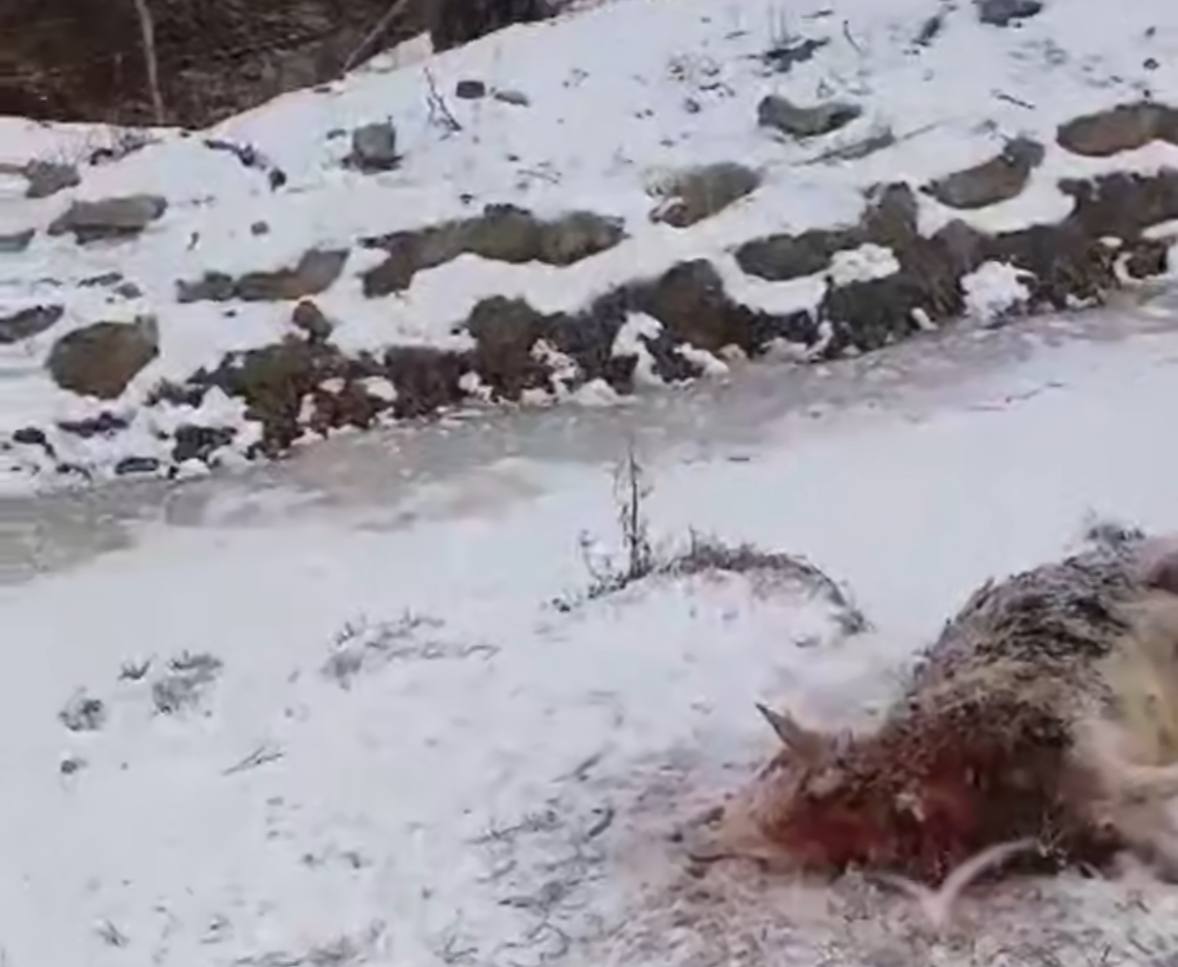 В Надеждинском районе тигр напал на барана охотнадзор ищет хищника В Надеждинском округе амурский тигр напал на барана недалеко от крестьянско фермерского хозяйства факт подтвердило Минприроды Животное оказалось за пределами фермы и хищник атаковал его 29 ноября Сейчас специалисты охотнадзора проводят операцию по изъятию тигра из дикой природы чтобы исключить повторные нападения рядом с жилыми территориями История всколыхнула район ещё и потому что недавно там погибло 37 баранов фермер тогда заявил о нападении тигра но эксперты усомнились и говорили о возможных действиях людей РОЗЫГРЫШ СЕРТИФИКАТОВ Подписывайтесь на NEWSVL