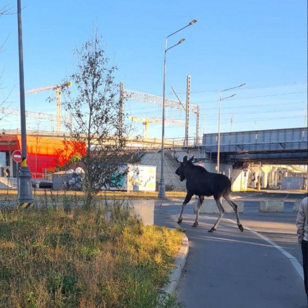 Сегодня в Москве с самого утра люди сталкиваются с лосем. Животное было замечено в окрестностях Будайской улицы.  Лось шатается и испуган. Полиция и служба по ловле животных уже в курсе происходящего, они пытаются его поймать.