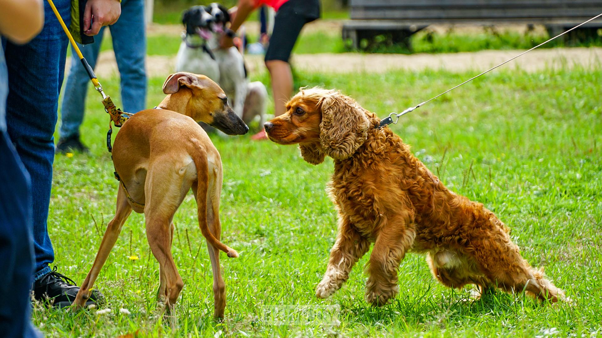 В течение полутора лет в Комсомольске должны появиться площадки для выгула собак Парадокс собаки есть их выгуливают а площадок для выгула в городе нет Хотя по законы должны быть Прокуратура обратила на это внимание и обязала администрацию определить места для выгула животных на территории Комсомольска и затем обустроить специальные площадки Сделать это нужно в течение полутора лет По нормам площадки могут располагаться не ближе 25 метров от жилых домов и не ближе 40 метров от детских и спортивных учреждение Для безопасности прохожих устанавливается высокий забор из металлической сетки высотой не менее полутора метров Обязательно наличие надёжно запирающейся калитки и урн куда хозяева будут складывать пакеты с экскрементами Гулять без поводка собаки могут только на таких площадках Но сомнительно что на них пойдут хозяева со своими питомцами если площадка будет не в шаговой доступности По крайней мере пока не наладят контроль и не начнут привлекать к ответственности нарушителей Komcity в Max Афиша в Max