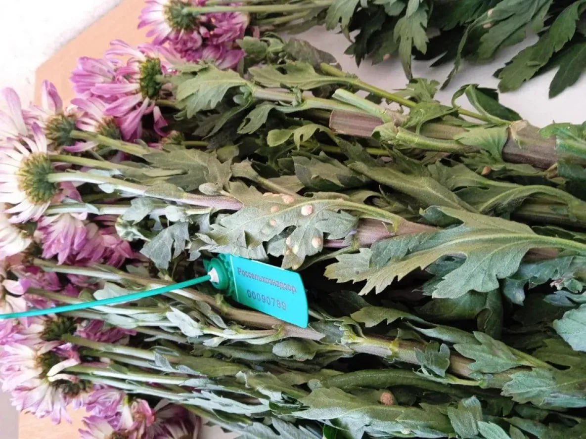 В Хабаровск не пустили 64 тысячи цветов из Китая В Хабаровск не пропустили 63 9 тысяч свежих цветов из Китая в хризантемах и гвоздиках обнаружили карантинных вредителей Во время осмотра растений на складе временного хранения инспекторы Россельхознадзора заметили признаки поражения Образцы передали для исследования в Хабаровский филиал подведомственного Россельхознадзору ФГБУ АПК НАЦРЫБА В срезах эустомы гвоздик и гипсофилы обнаружили западный цветочный трипс цветов в срезах хризантем белая ржавчина хризантем Ввоз зараженных цветов запрещен По выбору собственника продукции предприятия из Хабаровска зараженная партия будет уничтожена todaykhv