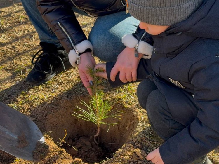 В Волжском в детском саду создают карбоновую ферму  В Волжском в детском саду № 113 «Гулливер» заложили карбоновую ферму. Как рассказали Волжский.ру в городской администрации, первые деревья на прилегающей территории появились накануне: воспитанники и педагоги высадили 15 сеянцев сосны крымской. Перед этим с маленькими волжанами пообщался главный агроном МБУ «Комбинат благоустройства» Олег Коротков. Он рассказал ребятам об особенностях и разновидностях сосны, ее роли в экосистеме. Затем малыши подготовили растения к высадке, поместив их в специальные контейнеры с землей. – В настоящее время на территории учреждения растут более 200 деревьев и кустарников различных видов.   Подробнее на Волжский.ру: