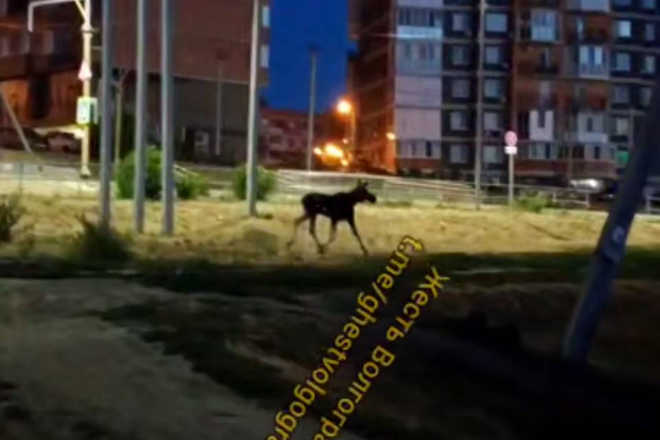На юге Волгограда во дворах многоэтажек заметили лося Сохатый не находил себе места среди припаркованных автомобилей. В одном из дворов многоэтажек Кировского района в вечернее время был замечен беспокойно метавшийся лось. Сохатого очевидцы запечатлели на видео, которое разместил тг-канал "Жесть Волгограда". Животное явно не понимало, что "не так" в его окружении и сновал между припаркованными автомобилями. Затем лосю все-таки удалось найти правильный путь и он скрылся в стороне лесопосадки. К слову, лоси еще полвека назад свободно перебирались с острова Сарпинского в город. Их замечали жители Красноармейского, Кировского, Советского районов. Почти было делом привычным и мало кого удивляло. Особенно зимой, когда застывала Волга и до острова можно было добраться пешком.