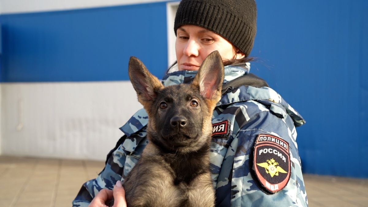 В Туле «Студенческий десант» ознакомился с работой кинологов  Студентам наглядно показали, как проходят два вида тренировок собак. Сначала ребята увидели, как четвероногий полицейский находит имитацию тротила по запаху, а затем - как происходит задержание подозреваемых  Читать далее...    TULA.SMI   Подписаться