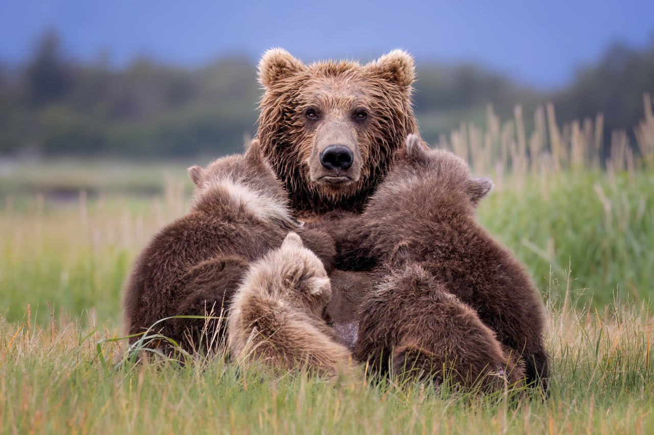 ‍ Лучшие фотографии природы!  Жюри престижной премии Nature s Best Photography International Awards выбрало победителей из 25 000 работ со всего мира.  Гран-при достался индийскому фотографу Мангешу Ратнакару Десаи за потрясающий снимок тигриного "мастер-класса". На фотографии мать-тигрица учит детёныша охотиться – момент пойман настолько точно, что можно разглядеть каждую каплю воды в воздухе!  Нам особенно понравилось, что предоставлены “семейные” фотографии. Изображений много, в подборку все не поместились. Остальных ищете по этой ссылке.