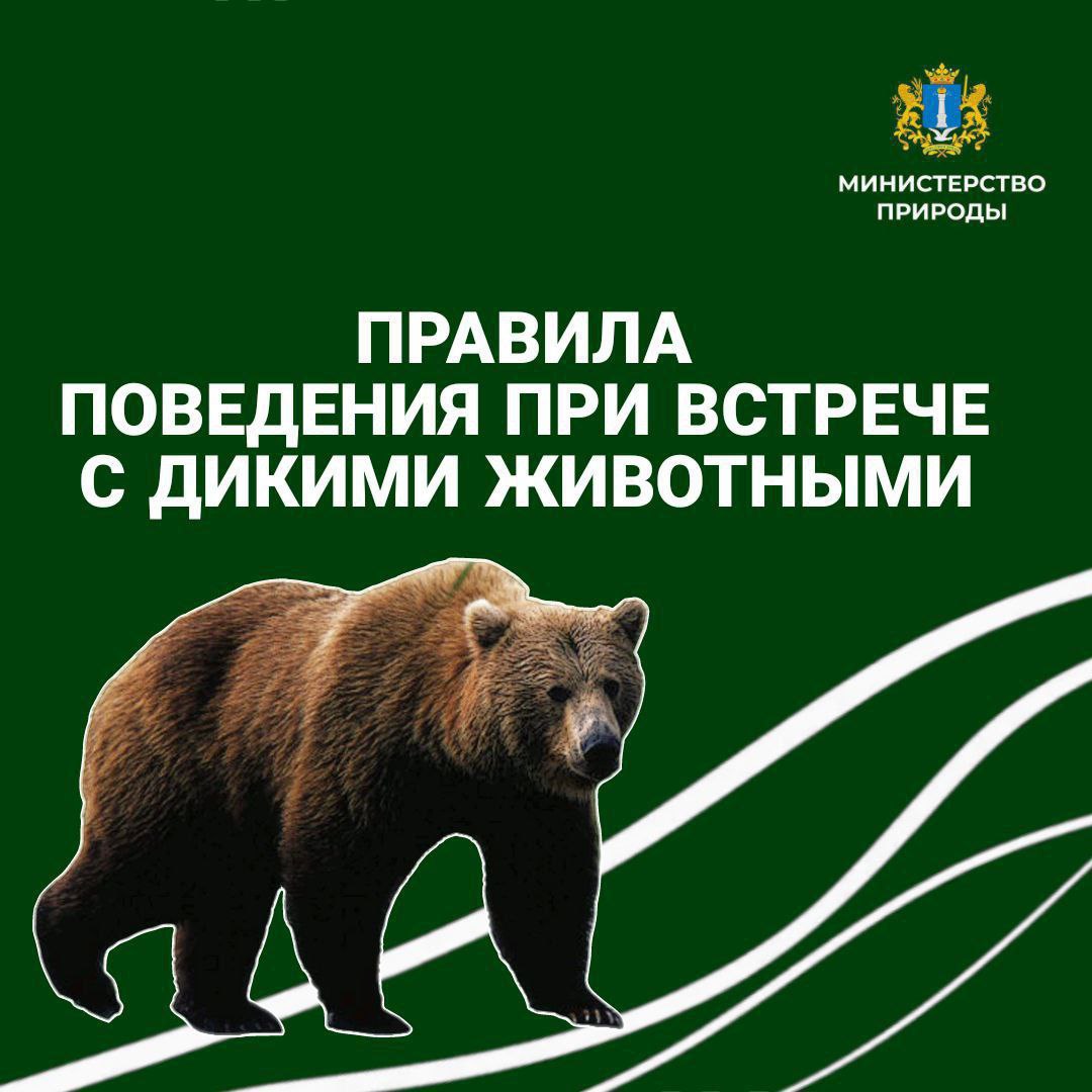 Жители Ульяновской области всё чаще стали встречать диких животных, в том числе медведей. Неправильное поведение человека при встрече с диким животным может навредить как животному, так и человеку.   Бурый Медведь включен в Красную книгу Ульяновской области, охота на него запрещена!   Медведи — одинокие животные, у них большой ареал обитания. Они обходят леса в поисках пищи. Питаются, в основном, растениями, ягодами, корнями, насекомыми, иногда мясом диких животных. Медведь старается избегать встречи с человеком. Агрессия возможна в том случае, если зверь охраняет своих детенышей либо добычу.  Чтобы не встретиться с медведем, нужно ходить толпой, шуметь, громко разговаривать.     Если встреча состоялась, нужно отпугнуть медведя криками, шумом, поднятыми руками, при этом постепенно отходить в сторону. Убегать и делать резкие движения нельзя!