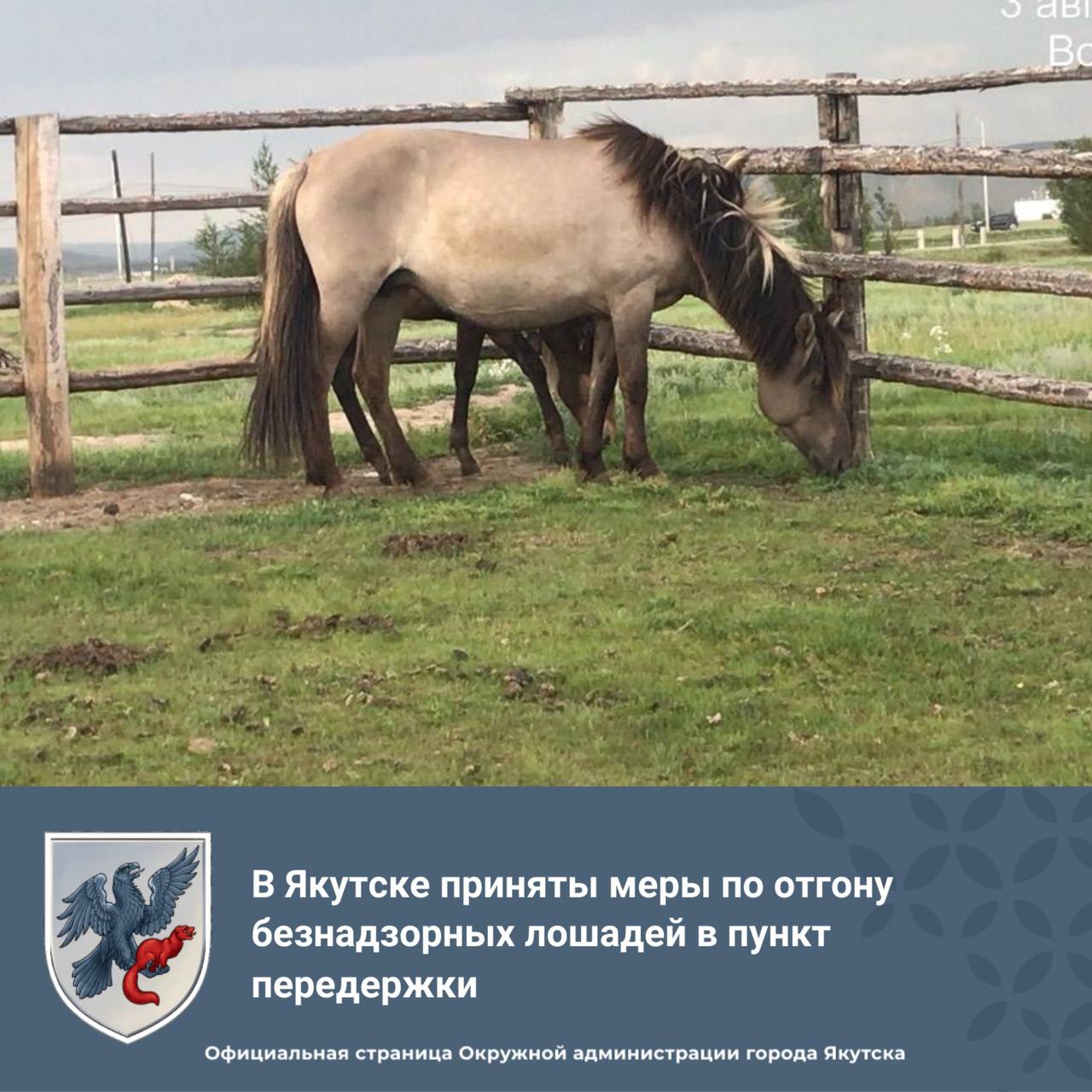 В Якутске приняты меры по отгону безнадзорных лошадей в пункт передержки  В Якутске развернута работа по регулированию численности беспризорных сельскохозяйственных животных на свободном выгуле, в первую очередь лошадей.    По информации Управления сельского хозяйства Окружной администрации города Якутска, эта задача возложена на подрядную организацию. Работники организации  подрядчик  ежедневно, на протяжении рабочего дня проводят мониторинг районов города, выявляя места скопления или появления безнадзорных лошадей. Работа ведется не только превентивно, но и реагируя на обращения горожан.   В Якутске ситуация с безнадзорными лошадьми улучшилась: сейчас они в основном на окраинах. По состоянию на 31 июля текущего года за 2025 год было отработано 24 заявки и с территории города Якутска отогнано 196 голов сельскохозяйственных животных. Из них 154 лошадей и 42 КРС. Всего отловлено и перемещено в пункт передержки 2 лошади. Владельцами возмещены расходы за содержание в пункте передержки на сумму более 35 000 рублей.   В начале августа текущего года в Старом городе был замечен табун, включающий кобылу с жеребенком. Благодаря оперативной работе специалистов, кобыла с жеребенком были отловлены и доставлены в специально оборудованный пункт временного содержания. Также удалось установить владельца животных, проживающего в пригородном селе Хатассы.     Горожане могут тоже участвовать в этом процессе - сообщить о замеченных беспризорных животных в Единую дежурно-диспетчерскую службу г. Якутска  ЕДДС  по телефонам 444-229, 444-251, 444-564 или обращаясь непосредственно в управы своих округов. Также могут позвонить в специализированную организацию по номерам 8914-222-11-77, 8964-424-44-15.