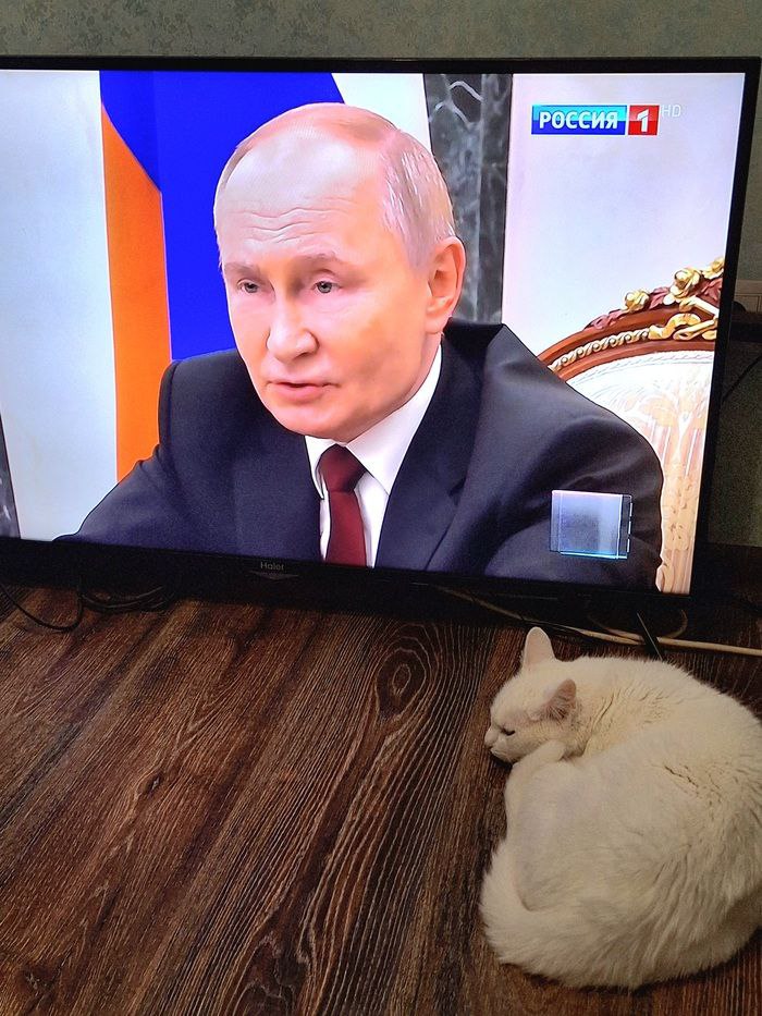 Путина поразила разработка ученых позволяющая гладить кошку на расстоянии ТАСС