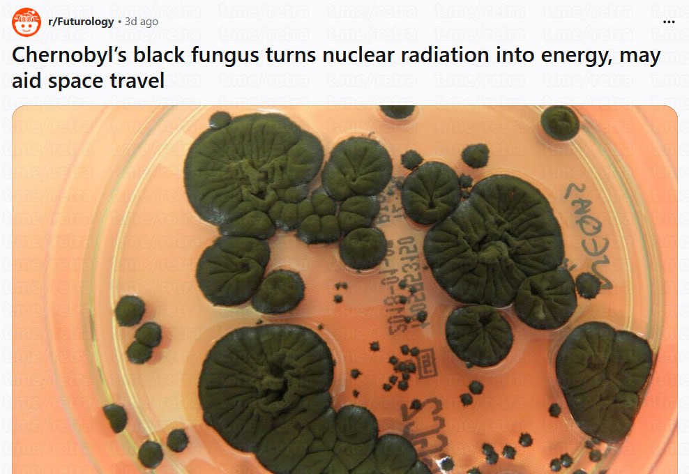 В самом сердце разрушенного ЧАЭС нашли организм которому радиация как некоторым кофе не убивает а бодрит Гриб Cladosporium sphaerospermum спокойно растёт внутри самых загрязнённых сооружений и судя по наблюдениям чувствует себя там даже лучше чем без излучения Секрет в том что в нём много меланина того самого пигмента который способен поглощать и рассеивать энергию Учёные предполагают что гриб буквально использует радиацию себе в плюс получая метаболическое преимущество Человечество строит бетонные саркофаги и свинцовые стены а природа тихо выращивает живой радиационный щит Кажется жанр постапокалиптики в играх и фильмах скоро окончательно превратится в документалку