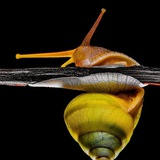 Schnecke