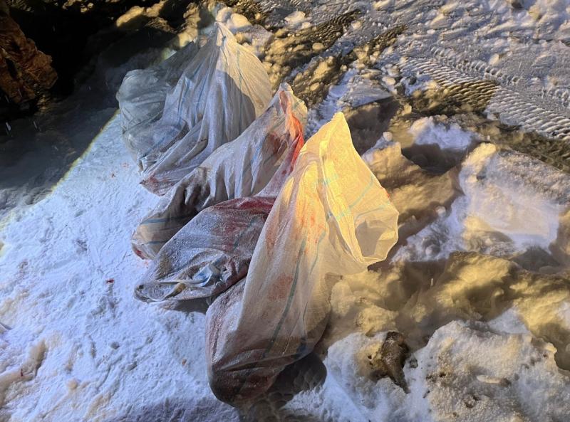 Застрелившего лося браконьера поймали в Воткинском районе Удмуртии Местный охотовед сообщил в полицию о том что обнаружил в лесу около Лиственского месторождения нефти шесть мешков с мясом а также заметил поблизости автомобиль УАЗ Сотрудники полиции задержали 49 летнего местного жителя владельца автомобиля В салоне его УАЗа нашли шерсть животного а по месту жительства мужчины охотничье ружье и одежду с бурыми пятнами Мужчина рассказал что накануне он застрелил лося разделал его тушу и сложил в мешки Ущерб составил 80 тысячи рублей Возбуждено уголовное дело о браконьерстве сообщила пресс служба МВД УР