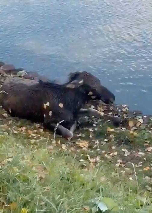 Добрый дайджест   В Татарстане спасли упавшего в водоем лосенка Малыш прогуливался с мамой около водоема, как вдруг упал в воду и не смог выбраться. Очевидцы вызвали сотрудников Госкомитета республики по биоресурсам. Специалисты вытащили испуганного лосенка на берег, малыш не пострадал.    В Приамурье выхаживают ястреба-тетеревятника Хищника заметила местная жительница – ястреб еле передвигался и не мог взлететь. Девушка сообщила о пернатом в управление по охране животного мира. Серьезных травм у пациента не обнаружили. Возможно, во время охоты хищник не рассчитал расстояние и сильно ударился о землю или ограждение.   В Ленинградской области спасли чайку и воробья В Гатчинском парке чайка упала в гранитный колодец и не смогла оттуда вылететь. Сотрудники «Кошкиспаса» вызволили пернатую.  В тот же день помощь понадобилась воробушку, который застрял лапкой в конструкции вывески магазина. Птичку освободили и отвезли в центр реабилитации.