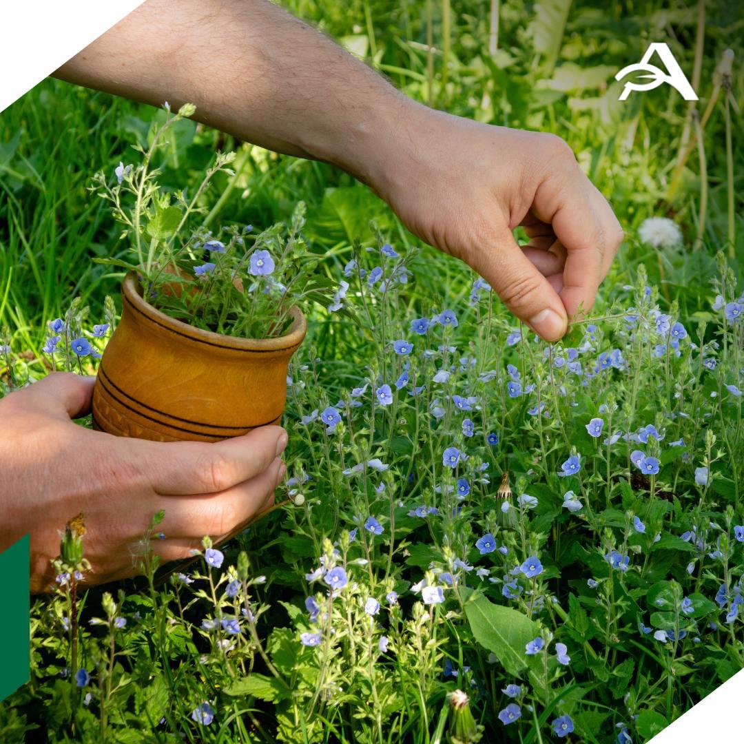 Ученые предложили увеличить сев многолетних трав для улучшения почв Сибири Об этом сообщили ТАСС в пресс службе Новосибирского государственного педагогического университета НГПУ  Земли на юге Западной Сибири плодородные здесь выращивают яровую пшеницу ячмень овес Но сезон вегетации достигает 100 110 суток а этого мало для теплолюбивых культур Уменьшение намерзания влаги в почвах с близкими грунтовыми водами позволило бы эффективнее использовать тепло которое сейчас тратится на прогрев влаги считают ученые Первопричина этого феномена повышенная влажность нижних горизонтов почв и подпочвенных толщ пород обусловленная высоким положением грунтовых вод Следовательно уровень этих вод важно понизить приводит слова одного из авторов исследования Юрия Кравцова пресс служба вуза agroexpert Наши каналы