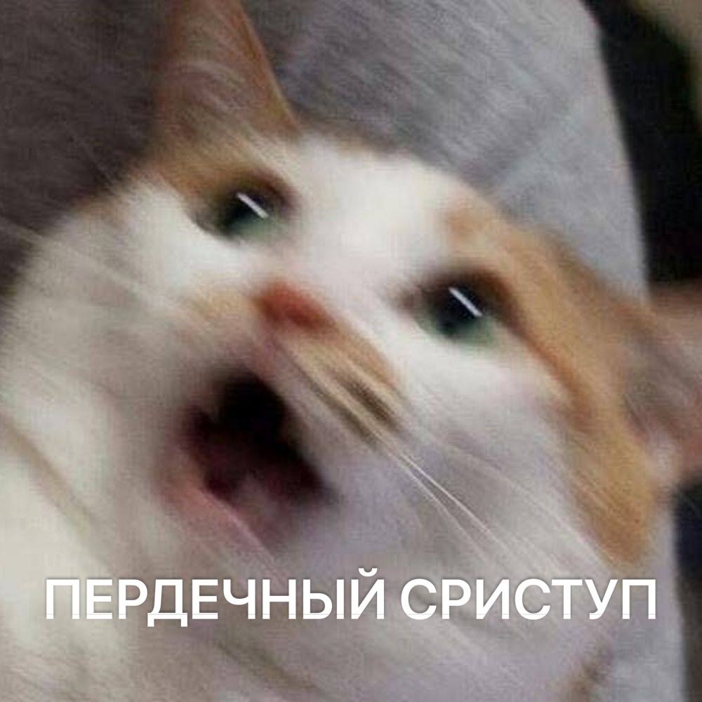 Россияне стали чаще доводить собак и кошек до сердечного приступа своими криками По словам специалистов владельцы повышают уровень стресса питомцам руганью и криками когда ссорятся с близкими переживают стрессы или проблемы на работе Чаще всего у кошек с кардиозаболеваниями сталкиваются мейн куны рэгдоллы и британцы а собак лабрадоры ретриверы овчарки и доберманы Среди других причин таких заболеваний называют недостаток питания или скрытые патологии При четвероногих больше не ругаемся