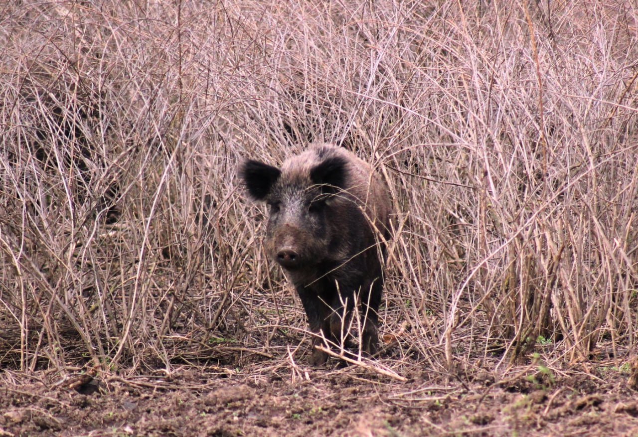 В департаменте природы сообщили о начале гона у кабанов в природных зонах Москвы В это время самцы могут быть агрессивными в отношении человека отметил начальник управления охраны и мониторинга объектов животного мира столичного управления ведомства Сергей Бурмистров Это естественный репродуктивный цикл приуроченный к концу осени Самцы активно метят территорию издают громкие звуки и могут вступать в серьёзные схватки за внимание самки Особенно важно в этот момент сохранять дистанцию и не приближаться к животным даже внешне спокойный кабан может вести себя непредсказуемо объяснил он Специалист призвал москвичей избегать прогулок по глухим участкам природных территорий не выгуливать собак без поводка и не пытаться фотографироваться с диким зверем передаёт РИА Новости Подписаться на Говорит Москва Telegram VK MAX