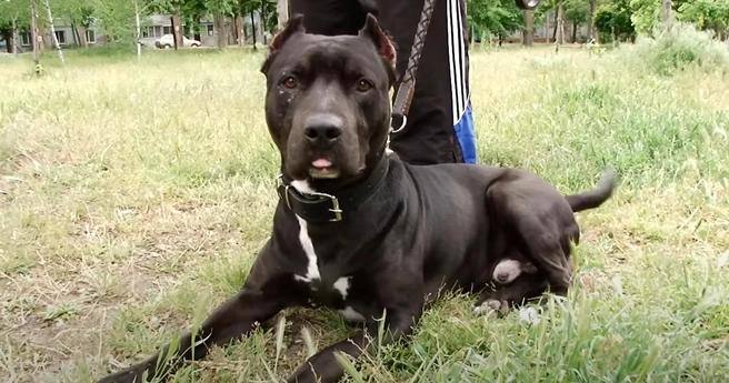 Амстафф покусал своего хозяина в лифте одного из домов по Серебристому бульвару. По данным полиции, 68-летний мужчина был пьян и сам спровоцировал питомца на агрессию. Кинологи говорят, что пес на самом деле не злой. Хозяина собачки и двух домашних кошек поместили в реанимацию в тяжелом состоянии.
